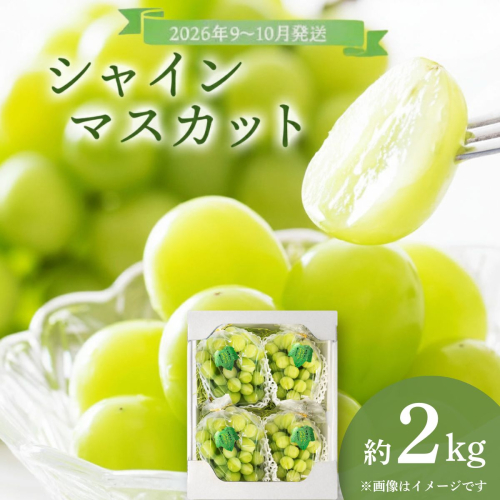 ＜2026年発送分 先行予約＞9月～10月発送お土産シャインマスカット2kg箱【029-a012】 1598425 - 岡山県鏡野町