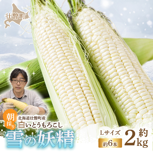 ＜2026年8月下旬よりお届け＞【朝採り】北海道壮瞥産 白いとうもろこし「雪の妖精」Lサイズ6本(約2kg) SBTQ005 1602138 - 北海道壮瞥町