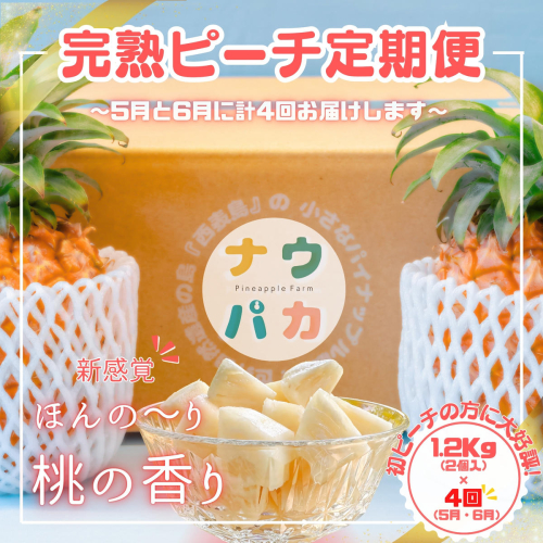 【よくばりピーチ定期便★約1.2kg×4回】☆新感覚☆ 桃のような芳醇な香りのする『西表島産 完熟ピーチパイン』　西表島ナウパカ 1607554 - 沖縄県竹富町