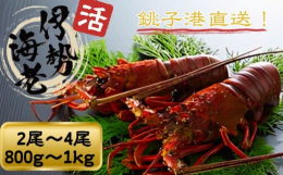 全国トップクラスの水揚げ高を誇る千葉県産の伊勢海老。鮮度抜群の活き伊勢海老を水揚げされた銚子港より直送いたします。プリっとはじけるような食感と濃厚な旨味をご堪能下さい。※写真は全てイメージです。記載内