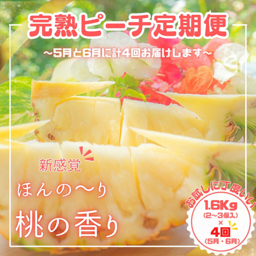 【よくばりピーチ定期便★約1.6kg×4回】☆新感覚☆ 桃のような芳醇な香りのする『西表島産 完熟ピーチパイン』　西表島ナウパカ 1621810 - 沖縄県竹富町