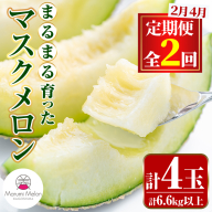 【0432209b】＜定期便・全2回(2月・4月)＞まるまる育ったマスクメロン(2玉×2回・計6.6kg以上) マスクメロン フルーツ 果物 果実 6キロ 数量限定 期間限定【まる美園芸組合】