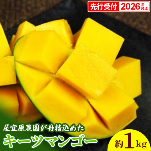 【先行受付】【2026年発送】屋宜原農園が丹精込めた「キーツマンゴー」約1kg - 先行予約 沖縄 産地直送 南国フルーツ 旬の味覚 沖縄県産 国産マンゴー 希少種 オススメ 沖縄県 八重瀬町 162496 - 沖縄県八重瀬町