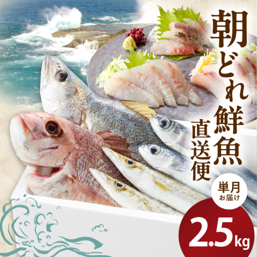 【単月お届け】大和海商の朝どれ鮮魚直送便　2.5kg 　A383 162797 - 宮崎県延岡市