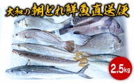 【単月お届け】大和海商の朝どれ鮮魚直送便　2.5kg 　A383