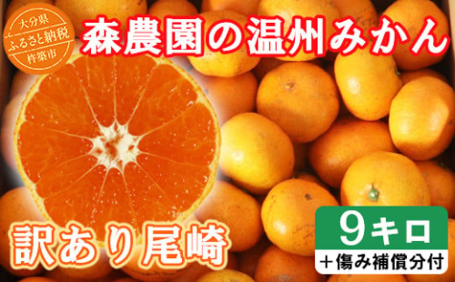 【訳あり品】森農園の温州みかん 尾崎 9kg＋傷み補償分200g ／ ミカン みかん 蜜柑 柑橘 9kg 柑橘類 訳あり フルーツ 温州みかん 12月 12月発送 12月配送 年内発送 年内配送 ＜162-001＞