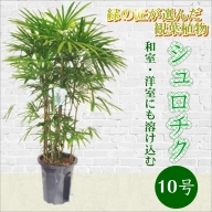 【E5-002】緑の匠が選んだ観葉植物　素敵な空間づくりに シュロチク　10号