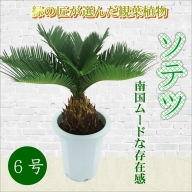 【C2-021】緑の匠が選んだ観葉植物　素敵な空間づくりに　ソテツ　6号