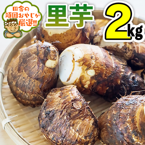 田舎の頑固おやじが厳選！里芋2kg【順次お届け】 [BI144-NT] 163572 - 茨城県つくばみらい市