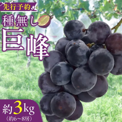 種無し巨峰 約3kg（約6～8房） 2026年 先行予約 種なしぶどう ［098O03］ 1642468 - 愛知県小牧市