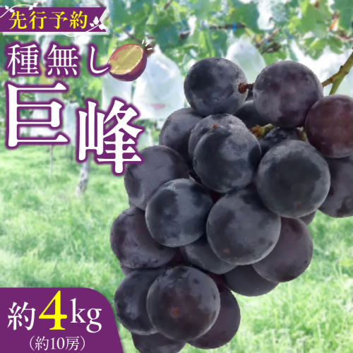 種無し巨峰 約4kg（約10房） 2025年 先行予約 種なしぶどう ［098O04］ 1642469 - 愛知県小牧市