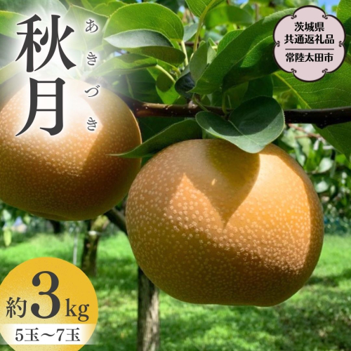 【2026年9月中旬発送開始】 茨城県産 梨 「 秋月 」 約 3kg 5玉 ～ 7玉 【茨城県共通返礼品／常陸太田市】 桧山果樹園 農家直送 桧山果樹園 農家直送 フルーツ  甘い 直送 茨城 限定 ギフト 梨 秋月 あきづき 果物 [DU009sa] 1645474 - 茨城県桜川市