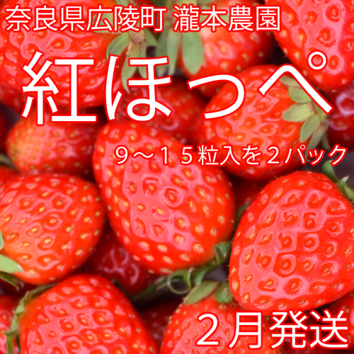 【数量限定】【先行受付】瀧本農園の紅ほっぺ（2025年2月発送）//苺 いちご イチゴ 紅ほっぺ 旬 フルーツ 甘い 直送 新鮮 奈良県 広陵町 164667 - 奈良県広陵町