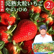 【 先行予約 】 イチゴ 完熟 やよいひめ 2パック 大粒 いちご 苺 期間限定 数量限定 [AF058ci]