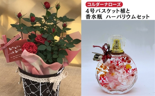 ミニバラ(コルダーナローズ)4号バスケット植とおしゃれな「香水瓶」ハーバリウムセット 植物 薔薇 165520 - 岐阜県瑞穂市
