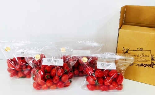 高糖度「ほれトマト」500g×4袋　太陽の恵みをたっぷりもらった糖度10度以上の極上ミニトマト 165522 - 岐阜県瑞穂市