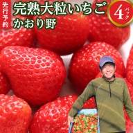 【 先行予約 】 イチゴ 完熟 かおり野 4パック 大粒 いちご 苺 期間限定 数量限定 [AF062ci]