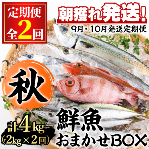 【0301102b】＜定期便・全2回(9月・10月)＞「秋の鮮魚BOX」朝獲れ発送！鮮魚問屋が厳選したおまかせ鮮魚(約2kg程度×2回)魚 魚介類 鮮魚 海鮮 詰め合わせ セット 刺身 天ぷら 煮つけ 塩焼き【江川商店】 165849 - 鹿児島県東串良町