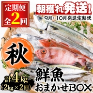 【30842】＜定期便・全3回(9月・10月・11月)＞「秋の鮮魚BOX」朝獲れ発送！鮮魚問屋が厳選したおまかせ鮮魚(2kg～3kg程度・3種類以上×3回)【江川商店】
