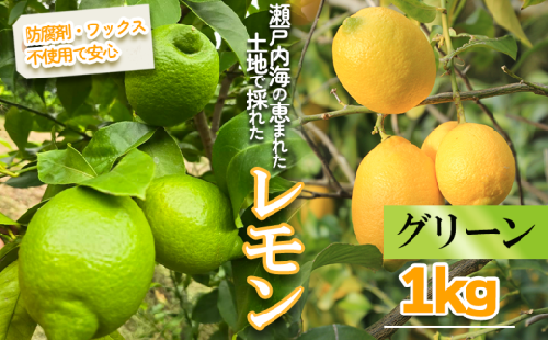 【2026年10月頃から順次発送】グリーンレモン 約1kg ｜果物 くだもの フルーツ レモン れもん 檸檬 新鮮 かんきつ 柑橘 防腐剤不使用 ワックス不使用 グリーンレモン ぐりーんれもん イエローレモン いえろーれもん  国産 愛媛県 松山市 瀬戸内 レモン果汁 ビタミン レモンサワー ジュース チューハイ レモンシロップ レモンスカッシュ