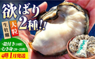 [1月23日(金)着]牡蠣 生食 むき身 殻付き 大粒でぷりっぷり![生牡蠣][着日指定可能]かきうちの 牡蠣 むき身 500g&殻付き 10個 牡蠣 かき カキ むき身 生牡蠣 広島 江田島市/株式会社かきうち[XBK004] 牡蠣 生食 むき身 殻付き 殻付 殻 かき カキ 生牡蠣 広島牡蠣 オイスター カキフライ 魚介類 魚介 貝類 海鮮 広島県産 国産 産地直送 贈答 ギフト 特産品