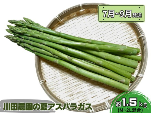 アスパラガス 先行予約 夏アスパラガス 約1.5kg+100g M～2L 混合 川田農園 アスパラ グリーンアスパラ 野菜 夏野菜 旬 旬の野菜 産地直送 2025年 2025 予約 青森 冷蔵 冷蔵配送 7月～9月発送 166200 - 青森県鰺ヶ沢町