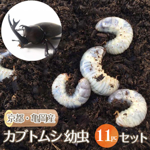 京都・亀岡産 カブトムシ 幼虫 11匹 セット《国産 昆虫 幼虫 オス メス 飼育 自由研究》 166537 - 京都府亀岡市