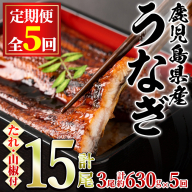 【113044】＜定期便・全5回＞東串良町のうなぎ蒲焼(無頭)(3尾・計約630g・タレ、山椒付×5回)うなぎ 高級 ウナギ 鰻 国産 蒲焼 蒲焼き たれ 鹿児島 ふるさと 人気【アクアおおすみ】
