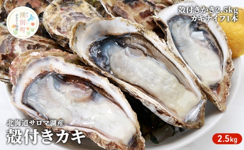【国内消費拡大求む】北海道 サロマ湖産 殻付きかき2.5kg  牡蠣 殻付き  産地直送  サロマ湖
