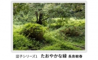 写真家長島敏春　オリジナルプリント 「逗子シリーズ1　たおやかな緑」フレーム付き