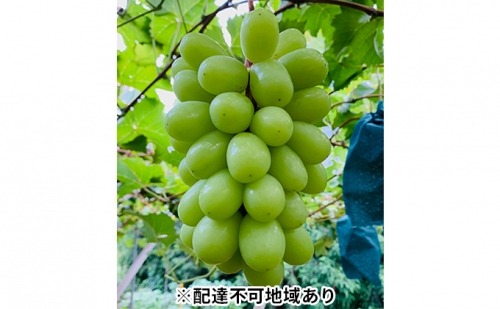  河本農園 岡山県産 シャインマスカット 3～4房 合計2kg以上