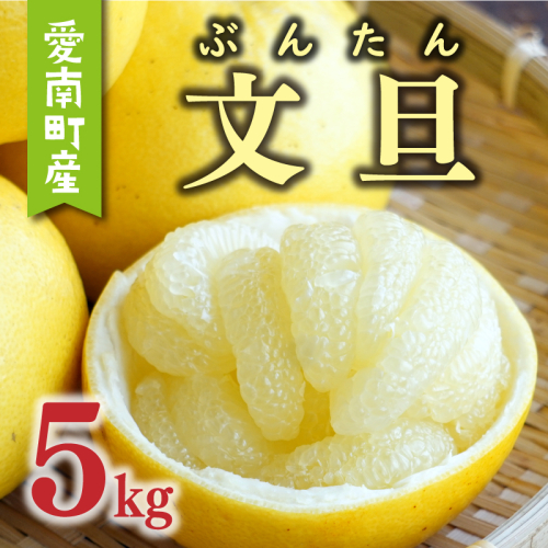 先行予約 文旦 5kg （ Lサイズ 以上 ） 10000円 ぶんたん みかん mikan 蜜柑 ミカン 産地直送 国産 農家直送 糖度 期間限定 数量限定 特産品 ギフト プレゼント ゼリー ジュース アイス 人気 限定 甘い 果実 果肉 フルーツ 果物 柑橘 先行 事前 予約 受付 ビタミン 健康 美味しい おいしい ジューシー サイズ ミックス あいなんマザーズ 愛南町 愛媛県 1682256 - 愛媛県愛南町