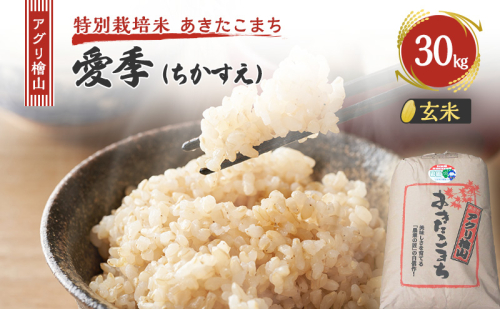 令和7年産 新米 アグリ檜山米 愛季(ちかすえ) 玄米 30kg  あきたこまち  お米 おこめ こめ コメ ごはん ご飯 大粒 令和7年  秋田 秋田県 能代市 1685630 - 秋田県能代市