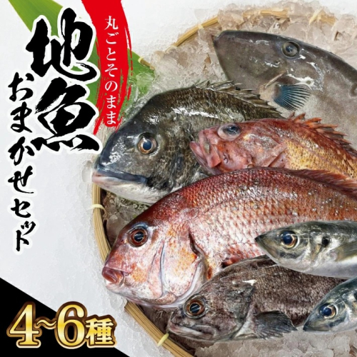 SB0523　地魚おまかせセット　計2kg以上(4～6種類入)
 1687774 - 山形県酒田市