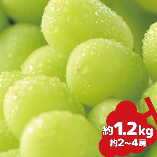 [No.5657-2259]シャインマスカット 約2～4房（約1.2kg）《信州グルメ市場》■2023年発送■※9月中旬頃～10月下旬頃まで順次発送予定 168882 - 長野県須坂市