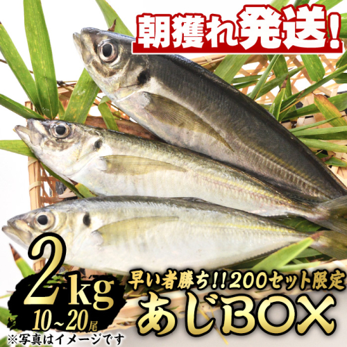 【0193206a】＜数量限定＞鮮度が命！鮮魚問屋が厳選した『早い者勝ち！！200個限定あじBOX』(10～20尾・総量2kg) アジ 鯵 魚 魚介類 鮮魚 海鮮 煮つけ 塩焼き フライ【江川商店】 1690011 - 鹿児島県東串良町