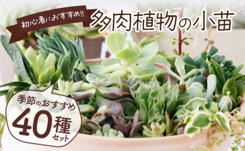 多肉植物の小苗４０本セット（４０種類アソート） 169025 - 高知県室戸市
