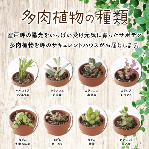 初心者におすすめ】多肉植物の小苗１０本セット（１０種類アソート