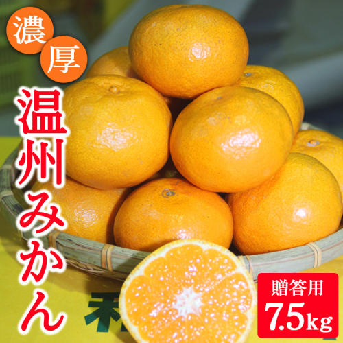 濃厚温州みかん贈答用7.5kg（和歌山天田みかん）◆ みかんの産地和歌山　北村農園直送 ※2025年12月上旬頃より順次発送予定 1690380 - 和歌山県美浜町