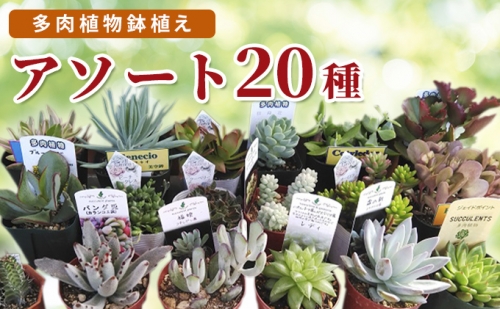 多肉植物 アソート 20種セット 169158 - 広島県安芸高田市