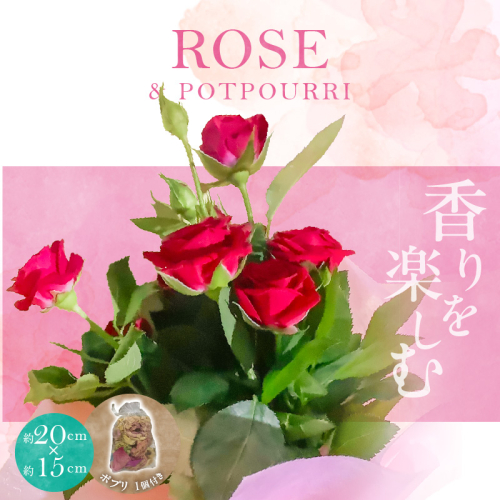 バラの花束とバラのポプリ サシェ 匂袋 H092-063 1693792 - 愛知県碧南市