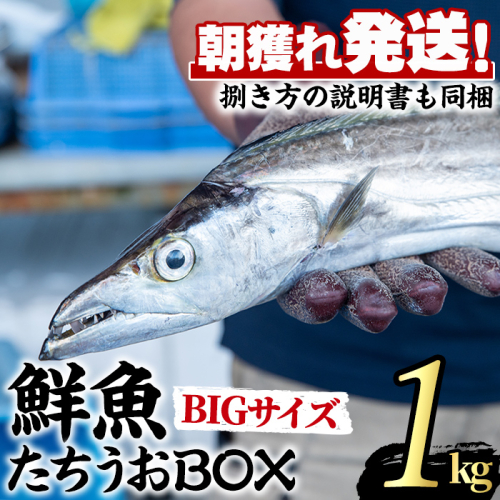 【0223204a】鮮度が命！鮮魚問屋が厳選した『鮮魚たちうおビッグサイズBOX』(1尾・1kg以上)魚 魚介類 鮮魚 海鮮 太刀魚 ムニエル 塩焼き【江川商店】 169540 - 鹿児島県東串良町