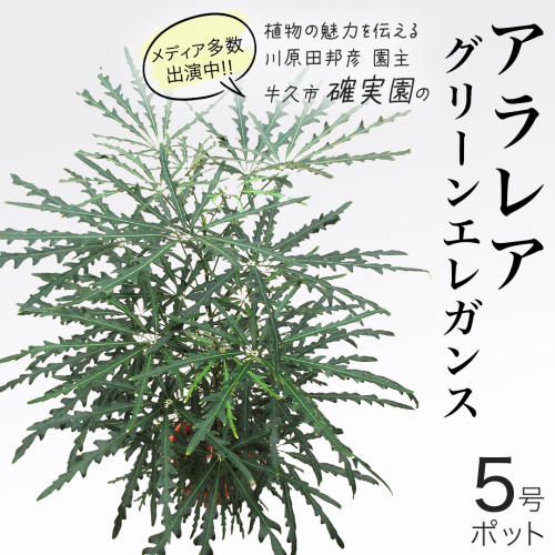 アラレア グリーンエレガンス 5号ポット 1点 家庭 で 園芸 鉢植え 苗 庭木 果樹 ガーデニング 植物 確実園 観葉植物 インテリア 植木鉢 1697448 - 茨城県牛久市