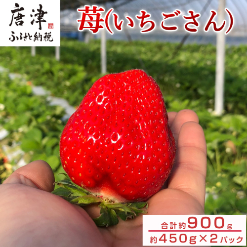 佐賀県唐津産いちごさん約450g×2パック(合計約900g) いちごさんイチゴ 果物 1698396 - 佐賀県唐津市