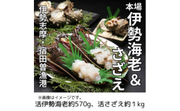 地元伊勢志摩産の、活伊勢海老と活さざえのセットです。 伊勢海老のお造りと、さざえの壺焼きで、お楽しみ下さい。【備考】生モノですので、到着後お早めにお召し上がりください。天然物の為、足や髭が取れたものが