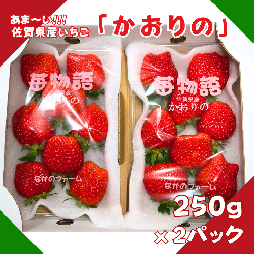 佐賀県産 いちご「かおりの」（250g×2パック）：A080-006 170220 - 佐賀県佐賀市