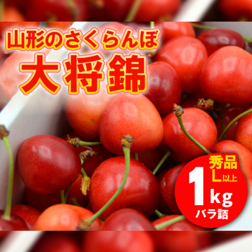 山形のさくらんぼ 大将錦 1kg Lサイズ以上 バラ詰 【令和8年産先行予約】FS25-527 170529 - 山形県山形市