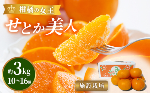 【2026年3月頃より順次発送】柑橘の女王『せとか美人』施設栽培 約3kg 果物類 柑橘類 フルーツ 静岡県産  170668 - 静岡県浜松市