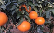 【2023年3月頃より順次発送】柑橘の女王『せとか美人』施設栽培 約3kg