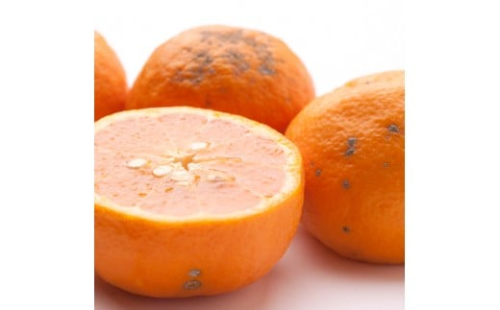 家庭用 カラマンダリン10kg+250g（傷み補償分）［南津海・なつみ］［希少な春柑橘］［わけあり・訳あり］［みかんと同じように食べられます］［IKE69］ 170962 - 和歌山県上富田町